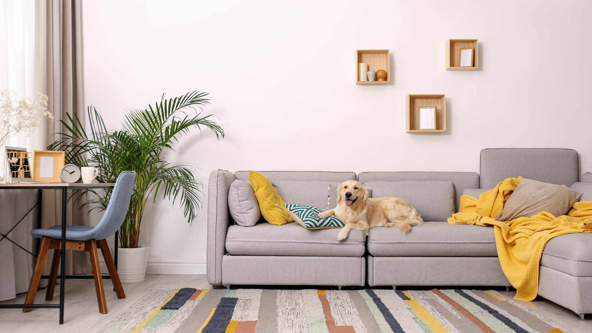 Modern living room interior. Cute Golden Labrador Retriever on c